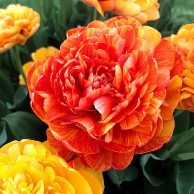 Тюльпан махровый Miranda/Double Beauty of Apeldoorn (Миранда/Дабл Бьюти оф  Апельдорн Микс) — Рассада цветов и овощей.