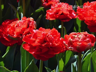 Photo of the bloom of Double Late Tulip (Tulipa 'Miranda') posted by  mellielong - Garden.org