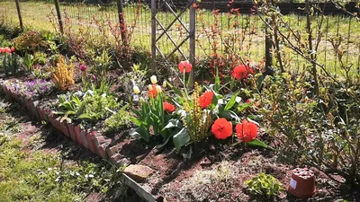 Photo of the entire plant of Double Late Tulip (Tulipa 'Miranda') posted by  mellielong - Garden.org