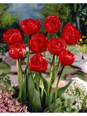 Tulipa 'Miranda'... stock photo by Visions, Image: 1260161