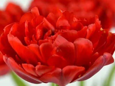 Тюльпан Миранда - «Огромный красивый цветок» | отзывы