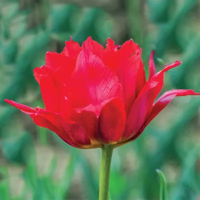 Тюльпан миранда фото фото