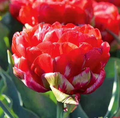 Тюльпан Миранда купить в Нур-Султане, доставка почтой по Казахстану,  недорого в интернет-магазине, цены
