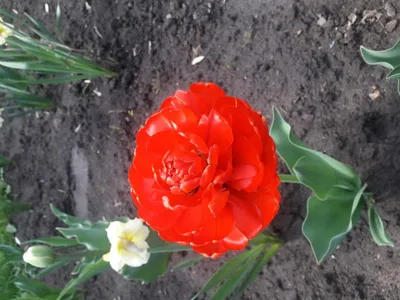 Тюльпан Миранда (Tulipa Miranda) купить луковицы в Москве по низкой цене,  доставка почтой по всей России | Интернет-магазин Подворье