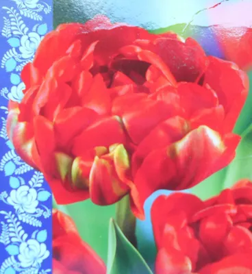 TULIPA DOUBLE LATE 'MIRANDA' 12/+ CM. (100 P.BINBOX) | Rotex Flowerbulbs BV