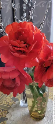 Тюльпан махровый поздний «Миранда», высота 40 см, 3 шт. по цене 177 ₽/шт.  купить в Новосибирске в интернет-магазине Леруа Мерлен