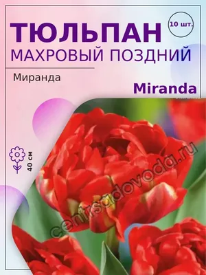 Тюльпаны Miranda, 10 шт. цена | 220.lv