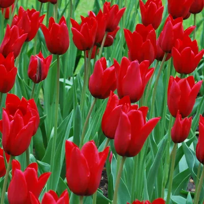 Tulipa 'Miranda'-Commissioners Park-Ottawa-Tulip Festival | Janet Davis  Explores Colour