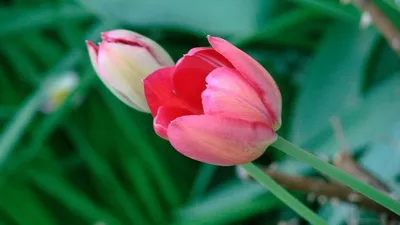 Шикарный тюльпан Миранда. Характеристики сорта и особенности выращивания.  Фото