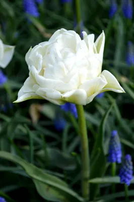 Тюльпан Мондиаль Tulipa Mondial оптом: купить в Москве от производителя -  питомника ЦветКом