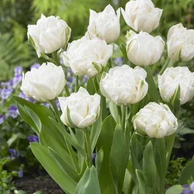 Tulip Mondial - Double Early Tulips - Tulips - Flower Bulb Index | Bulb  flowers, Tulips, Tulips flowers