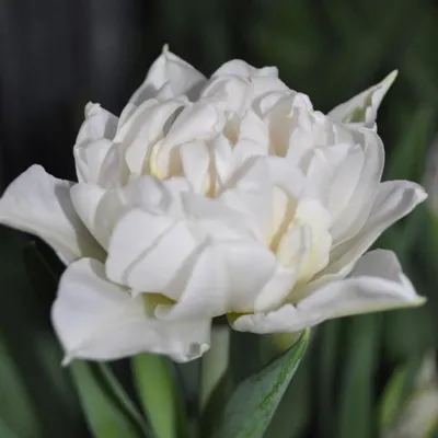 Tulipa 'Mondial', Tulip 'Mondial' (Double Early) in GardenTags plant  encyclopedia