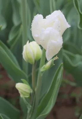 File:Tulipa 'Mondial' 2015 06.jpg - Wikimedia Commons