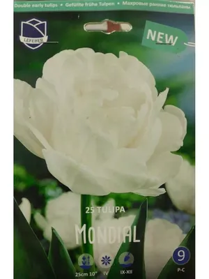 Купить Тюльпан Double Mondial белый 36см оптом | Paeonia