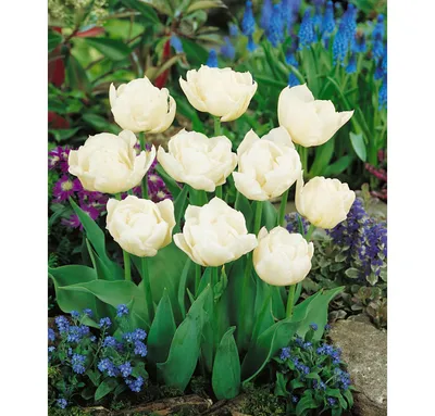 tulipa mondial double late tulip white flowers Muscari botryoides Superstar  blue mix mixed bed plant planting scheme combination Stock Photo - Alamy