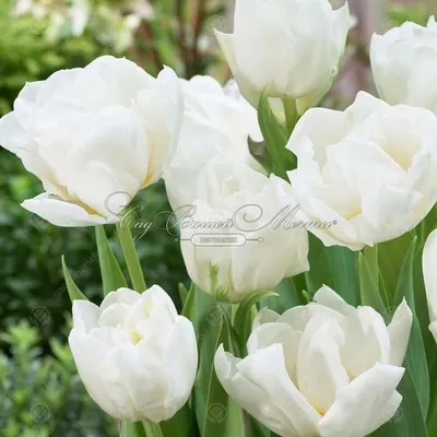 Тюльпан Мондиаль (Tulipa Mondial) - Тюльпаны Махровые - Тюльпаны -  Луковичные - Каталог - Kamelia-gardens.ru