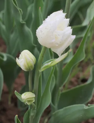 Tulipa ´Mondial´ , Tulipán, bal. 5 ks, 11,12