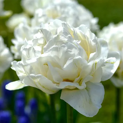 File:Tulipa 'Mondial' multiflowering 2015 03.jpg - Wikimedia Commons