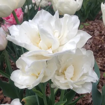Tulipa 'Mondial' (Double Early Tulip)