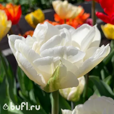 File:Tulipa 'Mondial' multiflowering 2015 06.jpg - Wikimedia Commons