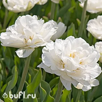 File:Tulipa Mondial.jpg - Wikimedia Commons