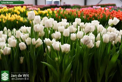 Mondial ® | Tulip | Jan de Wit en Zonen B.V.