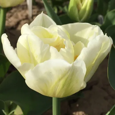 Топ 10 Ранних Махровых Тюльпанов - «Блог Флориум.юа» 2024