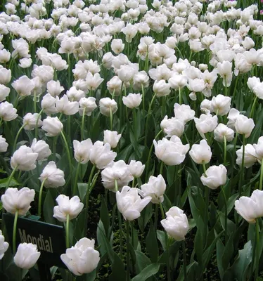 Tulipa 'Mondial (PBR)' - double early tulip bulbs | Tulip bulbs, Planting  bulbs, Bulb flowers