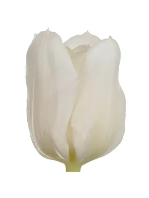 Двойные белые тюльпаны в парке под открытым небом двойной тюльпан mondial |  Премиум Фото