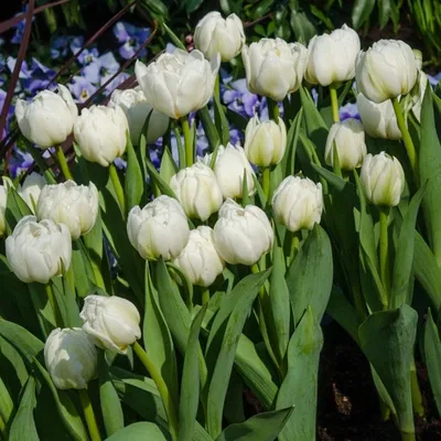 Buy double early tulip bulbs Tulipa Mondial (PBR): £8.99 Delivery by Crocus