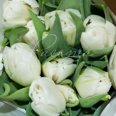 Тюльпан Mondial (Мондиал)🌷 - купить луковицы и клубни в Украине |  FLORIUM.UA✓
