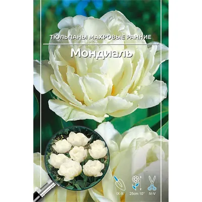 Тюльпан Mondial (луковицы) | bufl.ru