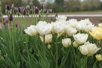 Mondial - Tulip Bulb | Johnny's Selected Seeds
