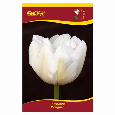 Tulip 'Mount Tacoma' bulbs — Buy online at Farmer Gracy UK | Tulips, Bulb  flowers, Beautiful flowers
