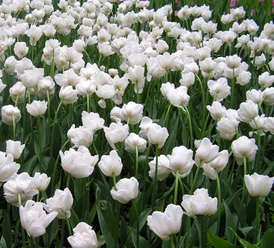 Buy double early tulip bulbs Tulipa Mondial (PBR): £8.99 Delivery by Crocus