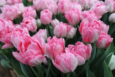 Buy premium quality Tulip Mondial 10/12cm from Dutch Bulbs