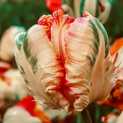 Купить зеленые тюльпаны оптом в СПб ✿ Оптовая цветочная компания СПУТНИК