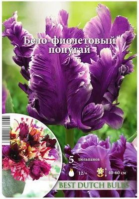 Тюльпан «Попугай» купить, отзывы, фото, доставка - Совместные покупки в  Калининграде и области
