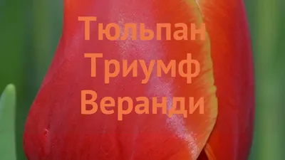 Тюльпаны оптом к 8 марта в Москве : Тюльпан Веранди