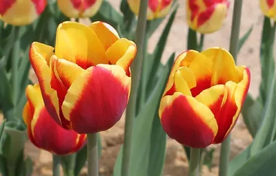 Тюльпан триумф Веранди (Tulip Verandi) - описание сорта, фото, саженцы,  посадка, особенности ухода. Дачная энциклопедия.