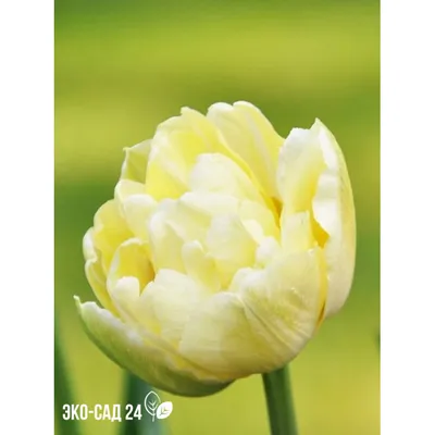 Купить Тюльпан Верона с доставкой по Беларуси почтой. Луковицы тюльпанов,  цена, продажа, каталог.