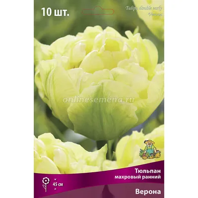 Тюльпан Scarlet Verona (луковицы) | bufl.ru