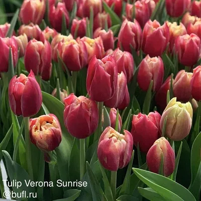 Tulipa 'Verona' (Double Early Tulip)