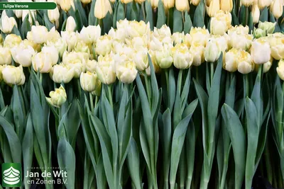 Тюльпан Верона (Tulipa Verona) - Тюльпаны Махровые - Тюльпаны - Луковичные  - Каталог - Kamelia-gardens.ru