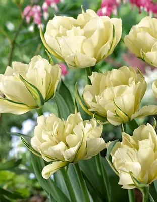 25 белых тюльпанов Верона | доставка по Москве и области