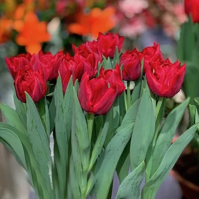 Red peony-flowered Double Early tulips (Tulipa) Scarlet Verona bloom in a  garden in March Stock Photo - Alamy