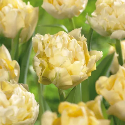 Лучшие сорта махровых тюльпанов: ТОП-8 разрывают интернет!