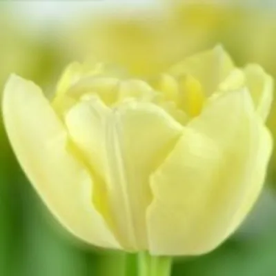 Yellow peony-flowered Double Early tulips (Tulipa) Verona bloom in a garden  in March Stock Photo - Alamy