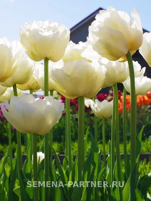 Тюльпаны Верона Лав 5шт 12/+/Tulips Verona Love