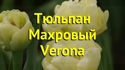 Партнер Тюльпан махровый ранний Верона ^(5шт/уп) – купить Тюльпаны в  Москве, доставка по России через интернет-магазин
